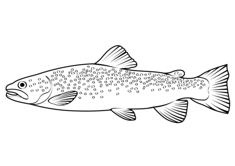 River Trout (Salmo Trutta Fario) Coloring Page